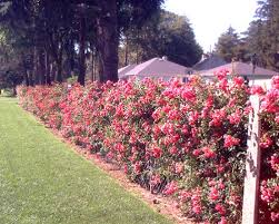 Check spelling or type a new query. Fence Pictures Showing Different Materials And Styles