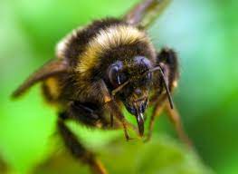 When a bumblebee stings, it injects venom into its victim. Debunked Will A Bee Die If It Stings You Thejournal Ie