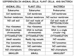 The functions of these organelles are extremely similar between the two classes of cells (peroxisomes perform additional complex functions in plant cells having to do with cellular respiration). Animals And Plants Venn Diagram New Wallpapers Free Download