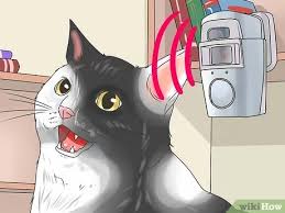 Kedilerin Bahceye Kaka Yapmasi Nasil Engellenir Wikihow