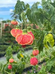 Image result for Abutilon rehmannii