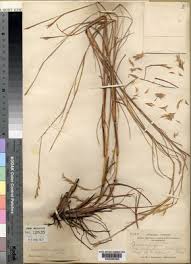 Image result for Schizachyrium jeffreysii