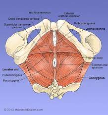 The term pelvis is used to identify the area between the abdomen and the lower extremities.it can be divided into the greater pelvis and the lesser pelvis. Pelvic Floor Muscles Medical Art Library Pelvic Floor Muscles Pelvic Floor Muscle Anatomy