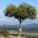 Image result for Pappea capensis