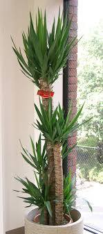 A Z List Of Houseplants That Are Poisonous To Your Cats Yucca Plant Indoor Yucca Plant Plants Pet Friendly