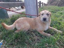 Alma Hund Mischlingshund In Ungarn Tierheim Tiere Mischlingshunde