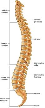 Learn about this topic at kenhub! Vertebral Column Spine Intervertebral Disks Vertebrae Human Body Anatomy Human Anatomy And Physiology Body Bones