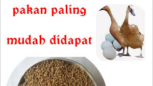 Tempat pakan itik dari ember/alat penggorengan bekas. Formula Pakan Itik Petelur Pellet Youtube