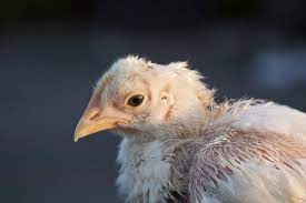 Avian disease manual, 7th edition, ed. A Guide To Sick Chicken Symptoms Backyard Poultry