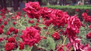 We did not find results for: Natural Beautiful Rose Flower Pictures Sinhala21 Blogspot Com
