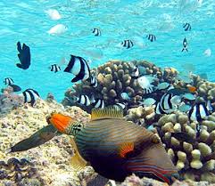 It began with the native american tribes who celebrated annual fish runs, and continued with colonial settlers, whalers, and the modern fishing fleet. Coral Reef Fish Wikipedia