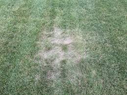 Check spelling or type a new query. Is My Lawn Dead Turf