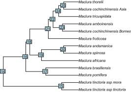 Image result for Maclura africana