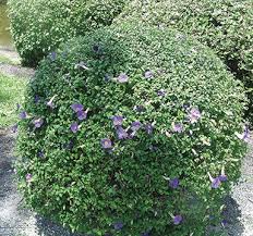 Image result for Thunbergia erecta