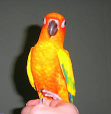 Bird And Pet Clinic Of Roseville Hours 5 Tricks To Teach Your Pet Bird Pet Birds Conure Bird Pet Bird
