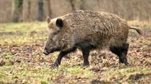 Feral Hogs Are a Serious Threat to North American Biodiversity