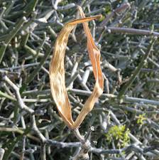 Image result for Cynanchum viminale