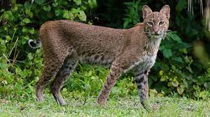 Wild Bobcat Hanging Out In My Front Yard In West Palm Beach Florida Youtube Bobcat Hanging Out Florida