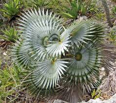 Image result for Coccothrinax