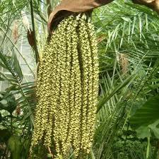 Image result for Caryota urens