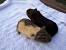 Crested Guinea Pig Breeds