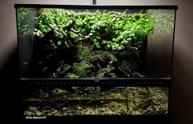 Pin On Paludarium Exo Terra 60 45 45