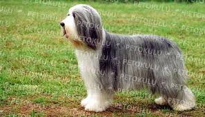 Eğitimi kolay bir köpek olmasından dolayı yetenek yarışmalarında çokça başarılar elde etmiş bir ırktır. Bearded Collie Egitimi Ve Ozellikleri Pet Okulu