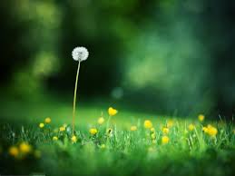 Nature et fleurs c'est le choix en libre service de bouquets au fil des saisons. Le Plus Beau Paysage Fleuri Voyez Les Meilleures Images De La Nature Archzine Fr