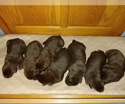 Why buy a puppy for sale if you can adopt and save a life? Litter Of 7 Labrador Retriever Puppies For Sale In Bluffton Indiana Usa Adn 177959 On Puppyfinder Com Gender Age Lab Puppies Puppies Black Lab Puppies