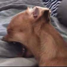 Blurred Chihuahua Dog Screaming In Bed Meme Keep Meme