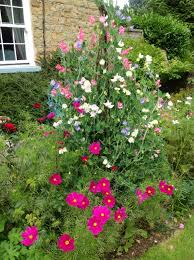 sweet peas and cosmos in the front garden tuin ideeen tuin ideeen