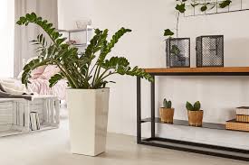 This is a mature specimen, about 16 inches tall, with 2 rachis and a tiny one. Zz Plant Care Guide Growing Information And Tips Proflowers