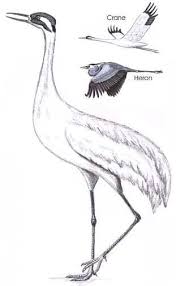 Birds Of Cape Cod Book Bird Watcher S General Store Bird Watchers Birds Birds Eye View