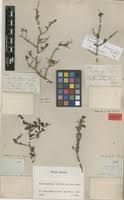 Image result for Zygophyllum cuneifolium