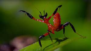 We did not find results for: Kung Fu Mantis Vs Jumping Spider Life Story Bbc Youtube