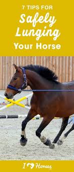 Lunging Is A Popular Tool When Training Horses But It Can Also Be Dangerous When Horse Training Exercises Horse Training Ground Work Karate Training Equipment
