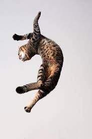 8 Favorite Pins Right Now D E S I G N L O V E F E S T Dancing Cat Animals Crazy Cats