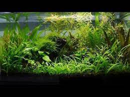 How To Aquascape A Low Tech Planted Aquarium Part 1 Youtube Planted Aquarium Fish Tank Plants Aquarium Landscape