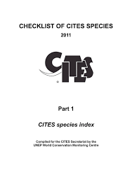 Image result for Stolzia cupuligera