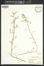Image result for Aeschynomene glauca