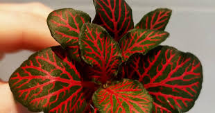 Take a look through our visual plant finder below to correctly identify your new leafy friend. Nerve Plant Ruby Red Fittonia Albivenis Verschaffeltii Group Ruby Red Plants Candide Gardening