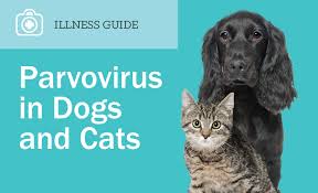 It can be transmitted by any person, animal or object that comes in contact with an infected dog's feces. Parvovirus Animal Mama