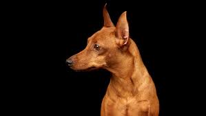 15 Most Active Dog Breeds Active Dogs Breeds Miniature Pinscher Dog Breeds