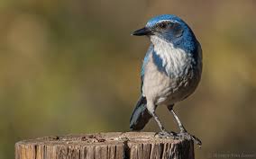 Image result for Thecacoris spathulifolia