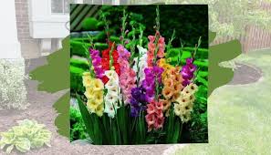 Browse our wide selection of beautiful accent trees, flowering shrubs, perennials & more. Low Maintenance Plant Ideas For Easy Landscape Gardening In Uk