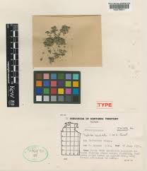 Image result for Tristicha