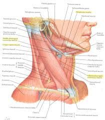 Neck Muscle Anatomy Health Medicine And Anatomy Reference