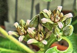 Image result for Raphionacme madiensis