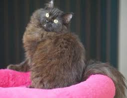 Maine coon kittens for sale from giant european males. Ragdoll Kittens For Sale Texas Petfinder