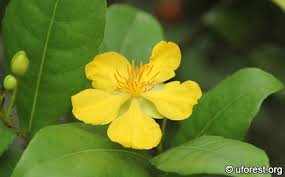 Image result for Ochna kirkii
